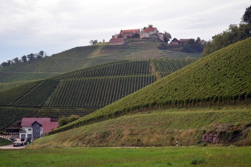 Mal mineralisch, mal elegant: Typisch Wein aus der Ortenau