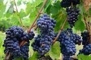 Besonderes Weingut in Heilbronn zum Verkauf