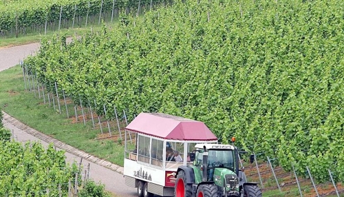 Neckar-Zaber-Region soll Vorbild für Weinbau werden