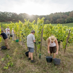 Weinwanderung zur Weinlese in Heilbronn