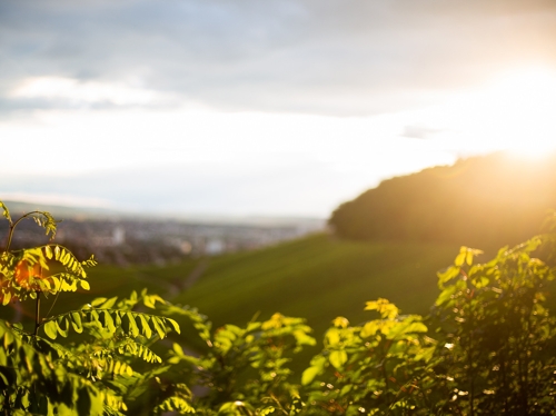 Weinberge und Wein in Heilbronn