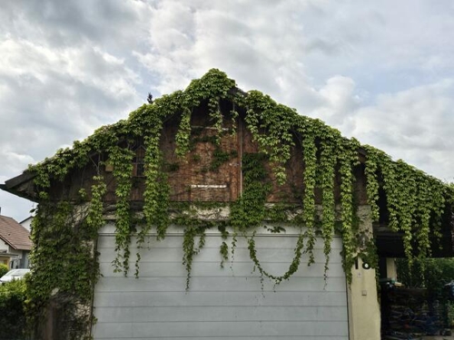 WILDE WEINREBE: Schönheit in Obersulm