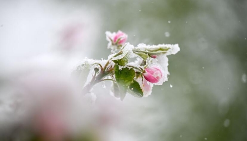 Winzer und Obstbauern befürchten Ernteausfälle nach Frost in Heilbronn