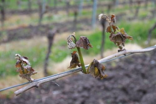 Frostschaden vernichtet 100.000 Liter Wein