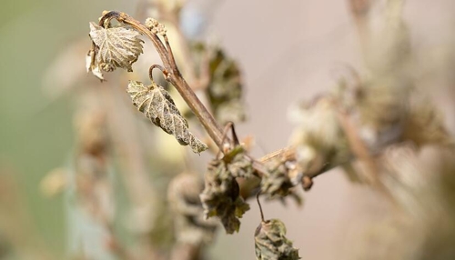 Unklare Folgen der Frostschäden im Weinbau für 2024