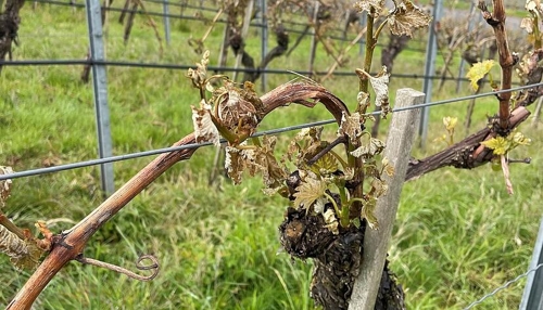 Frostschäden in Löwensteiner Weingut