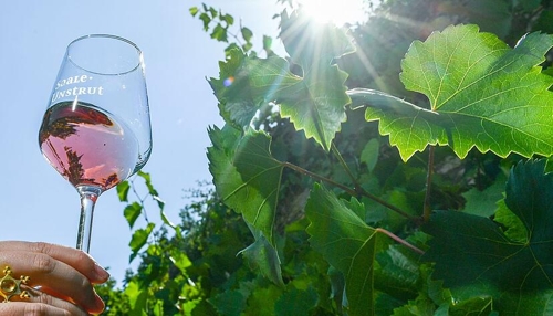 Diese Weine werden immer beliebter in Heilbronn