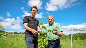 Nachhaltiger Weinbau: Bio-Wein von der Domäne Weil