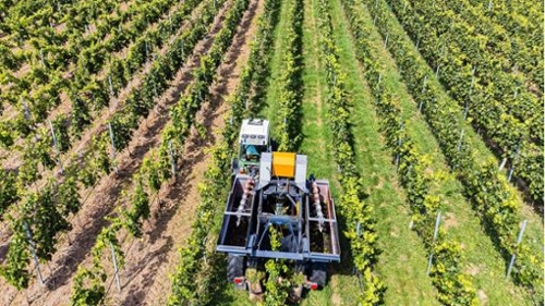Weinanbau am Neckar: Wirtschaftliche Herausforderungen für Wengerter
