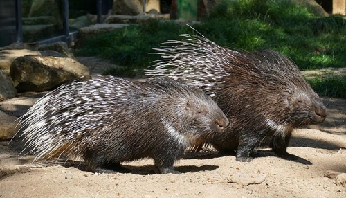 Zoos in Heilbronn fördern Naturschutzbewusstsein
