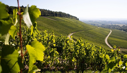 Krise beim Württemberger Weinbau: Qualität statt Quantität