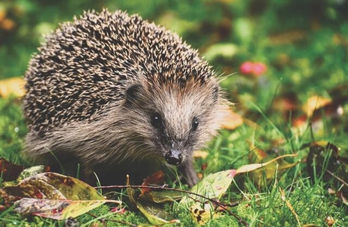 Artenschutz im Garten: Mähroboter gefährden Igel & Co. in Heilbronn