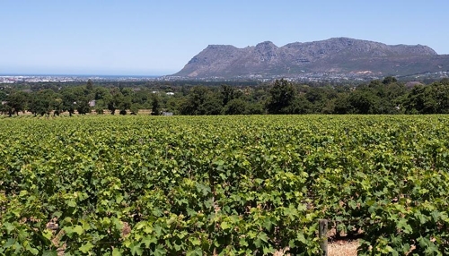 Weine aus Südafrika: Das gelbe Rätsel und Pairing-Ideen