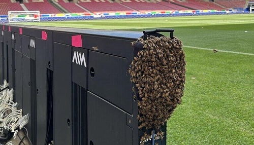 Bienen-Alarm im VfB-Stadion: Digitale Werbebande betroffen