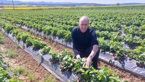 Auswirkungen von Extremwetter auf den Weinbau in Heilbronn