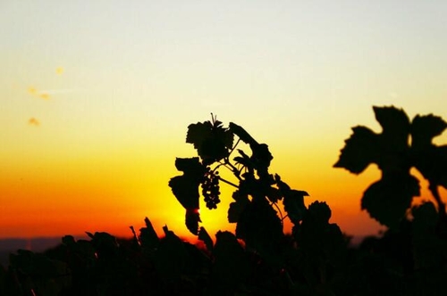 Sommerfest im Weingut Amalienhof