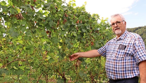 Weinbau in Heilbronn: Ein Überblick