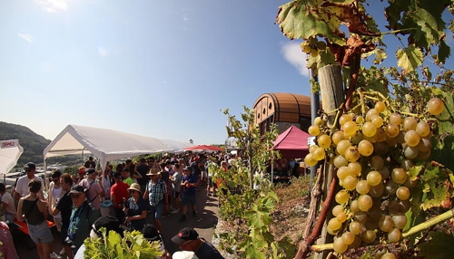 Kochertaler Genießertour: Aufgelassene Weinberge und Hoffnung
