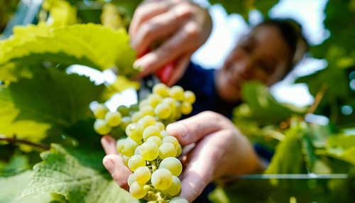 Weinköniginnen-Titel: Multiplikatorinnen für badischen Wein
