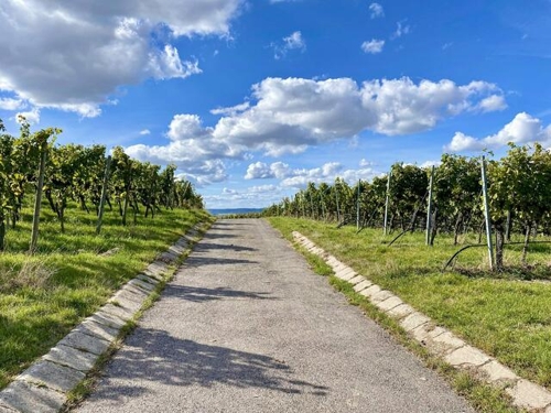 Heilbronner Weindorf und Fotowettbewerb