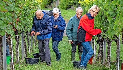 Weinlese am Neckarsulmer Scheuerberg