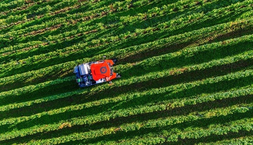 Badische Genossenschaftswinzer mit Traubenqualität zufrieden