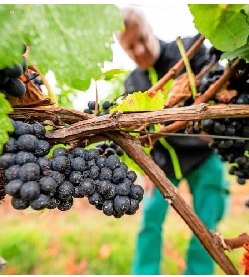 Weinregion Zabergäu: Im Zeichen des Genusses