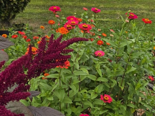 Flora und Fauna im Botanischen Obstgarten Heilbronn