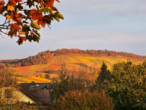 Herbstfarben und Wilder Wein in Heilbronn