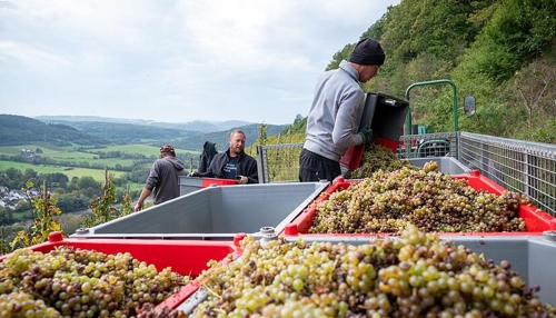 Weinernte in Deutschland fällt geringer aus