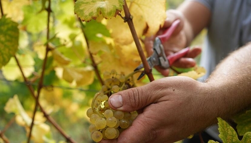 Weinjahrgang 2024: Nicht üppig, aber fein