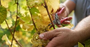 Einfluss des Wetters auf die Weinbranche in Heilbronn