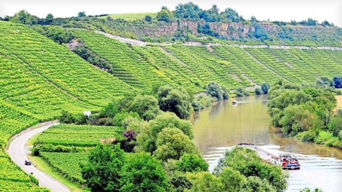 Herausforderungen für den Weinbau am Neckar