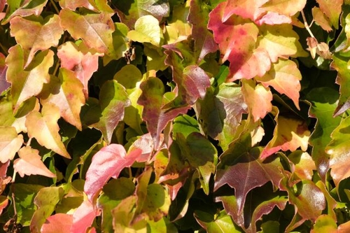 Herbstliche Blätterpracht: Wilder Wein in Flein