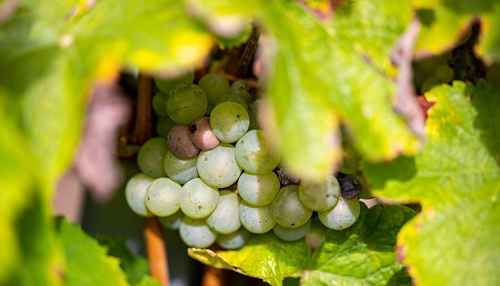 Dinkel und Soja statt Wein – Markgraf von Baden rodet Reben