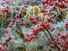 Zierapfelbaum als Highlight im winterlichen Garten