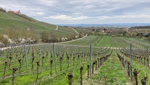 Neue Aussicht am Weinausschank Michaelsberg in Cleebronn