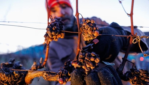Eisweinernte im Weingut Hirsch in Leingarten