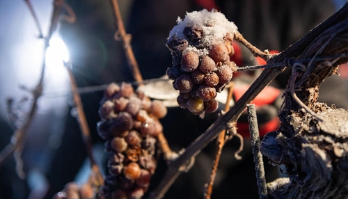 Eisweinernte in Heilbronn: Eine seltene Gelegenheit