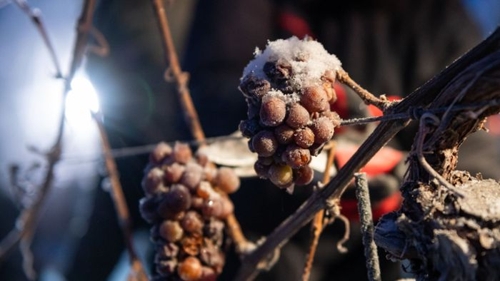 Bottwartaler Winzer lesen Riesling-Eiswein