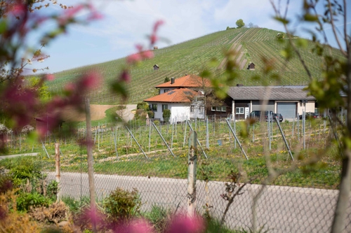Weingut A. Fischer in Heilbronn