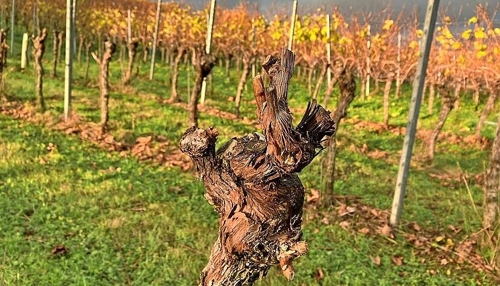Winzer in Weinsberg suchen Lösungen für die Weinbaukrise