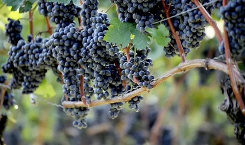 Wein als Erlebnis in Metzingen