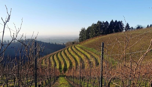 Rückgang der Weinproduktion im Südwesten