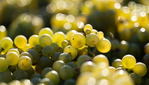 Deutsche Winzer produzieren weniger Wein