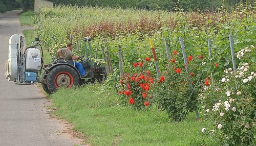 Studie zu Chemikalien im Wein aus Heilbronn