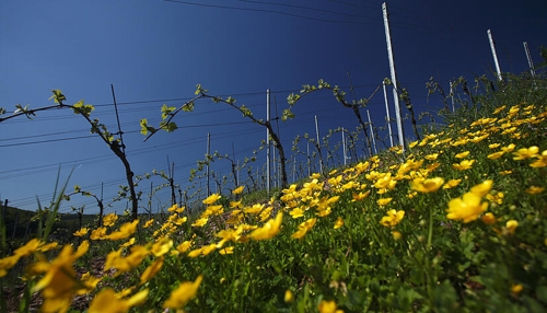 Heilbronner Wengerter trotzen der Krise: Fokus auf heimischen Wein