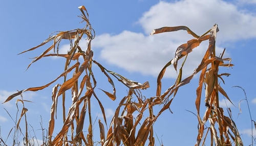 KI in Wetterprognosen: Chancen und Risiken