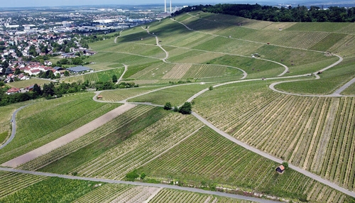 Frust und Ärger um wilde Weinberge am Heilbronner Wartberg