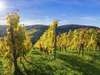 Internationale Anerkennung für Weingut aus Baden-Württemberg